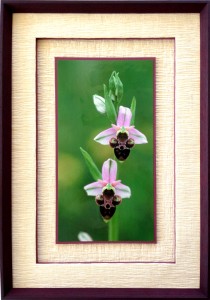 Encadrement photo couleur de deux orchidées passe-partout papier gaufré blanc cassé et biseaux droits prune